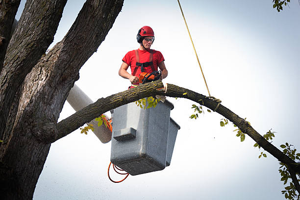  , USA Tree Removal Pros